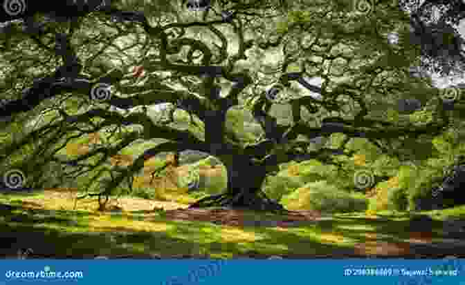 Majestic Tree With Sprawling Branches, A Testament To The Passage Of Time Living Witness: Historic Trees Of Texas