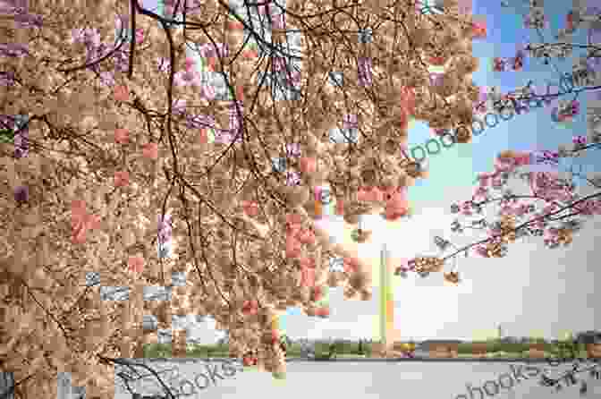 National Mall Adorned With Cherry Blossoms Frommer S EasyGuide To Washington D C 2024 (Easy Guides)