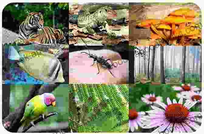 Panoramic View Of Diverse Ecosystems, Showcasing The Incredible Range Of Life On Earth The Fundamentals Of Biology Yannick Haenel