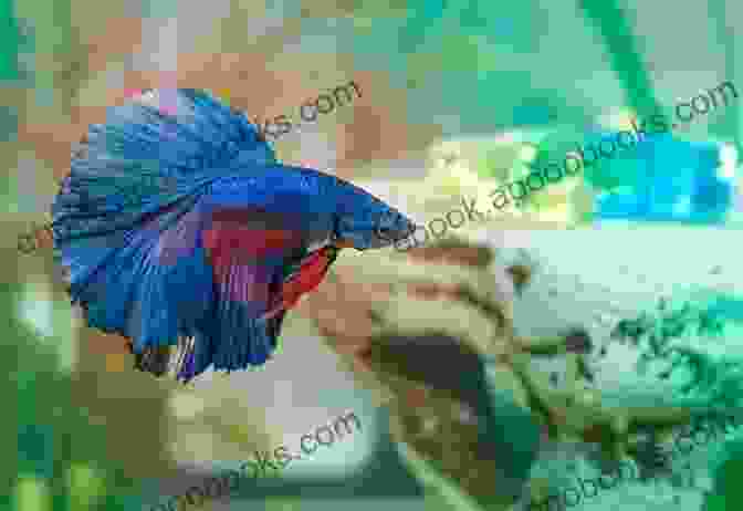 Person Admiring A Betta Fish Betta Fish: Your Complete Guide To Ensure You Give Your Betta The Best Life Possible