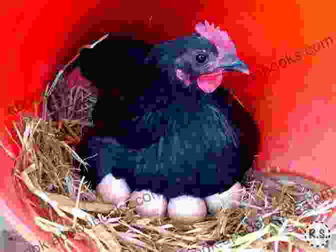 Rhode Island Red Hen Laying Brown Eggs The Best Backyard Chicken Breeds: A List Of Top Birds For Pets Eggs And Meat (Livestock 2)