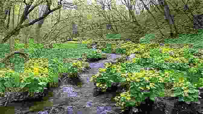 Summer's Lush Greenery And Shimmering Waters Seasons Change Jason Worthley