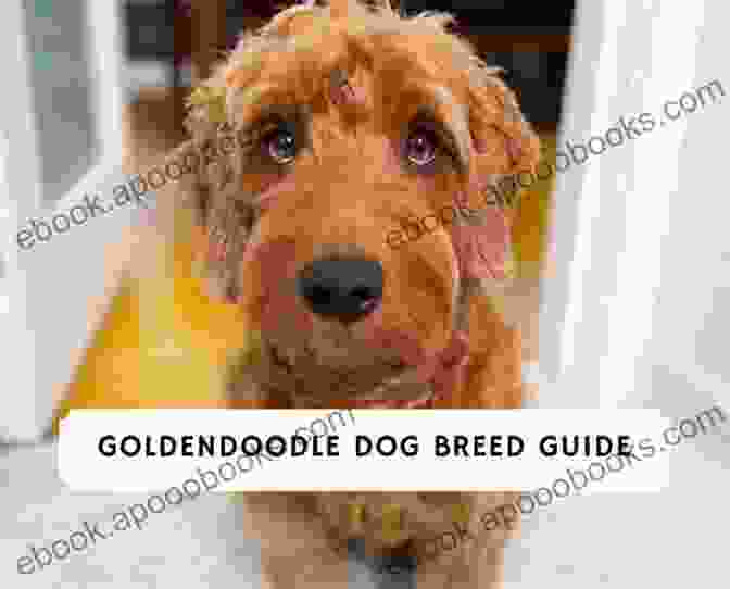 The Complete Guide To Goldendoodles: A Comprehensive Guide To The Goldendoodle Breed, Covering Topics Such As Temperament, Care, Training, Grooming, And Health. The Complete Guide To Goldendoodles: How To Find Train Feed Groom And Love Your New Goldendoodle Puppy