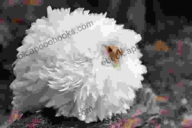 White Silkie Hen With Fluffy Feathers The Best Backyard Chicken Breeds: A List Of Top Birds For Pets Eggs And Meat (Livestock 2)